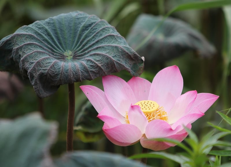 Meditation Lotus Position